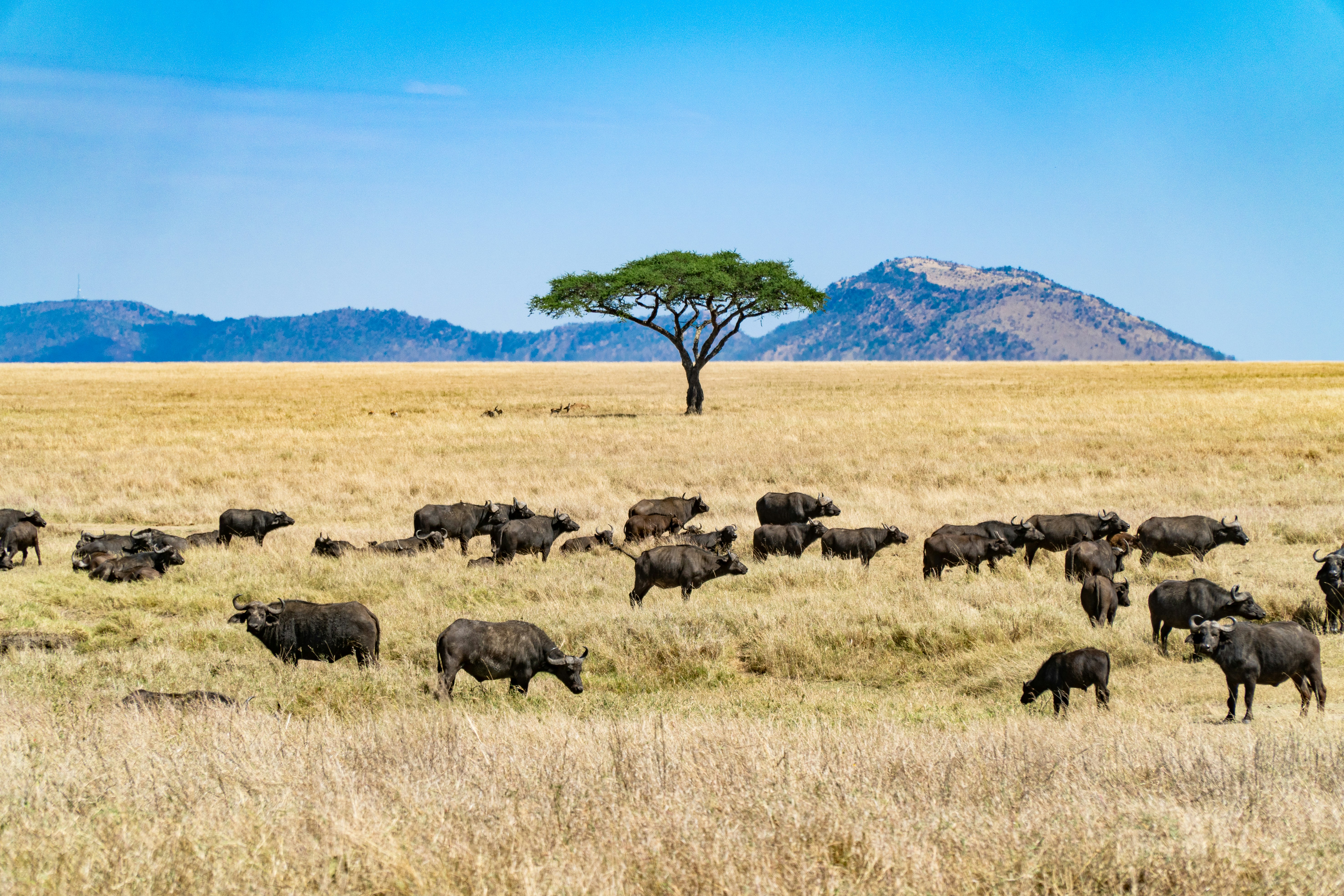 Apply Tanzania eVisa